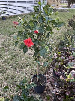 Rosales  Hibiscus Arbusto Y Arbolito Buganvilias Zavilas Chiles Ruda Diferentes Presios Texteeme 