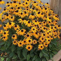 Black Eyed Susan Plants, Not Bloomed Yet  Will Dig Up Upon Pick Up