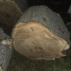 Oak Tree Stump For Table