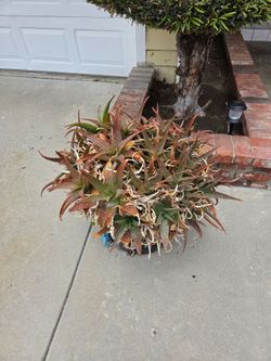 $10 for Aloe Vera Plant
