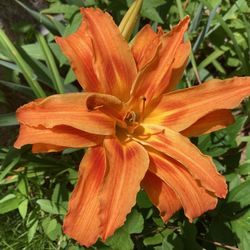 KWANSO WILD DAYLILY PLANTS DOUBLE ORANGE (Hemerocallis) DAY LILIES or Lily  They are blooming right now, but double orange lilies are blooming later t