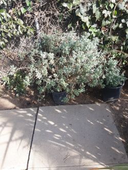 Rue ( Herb)/ Hierba De La Ruda