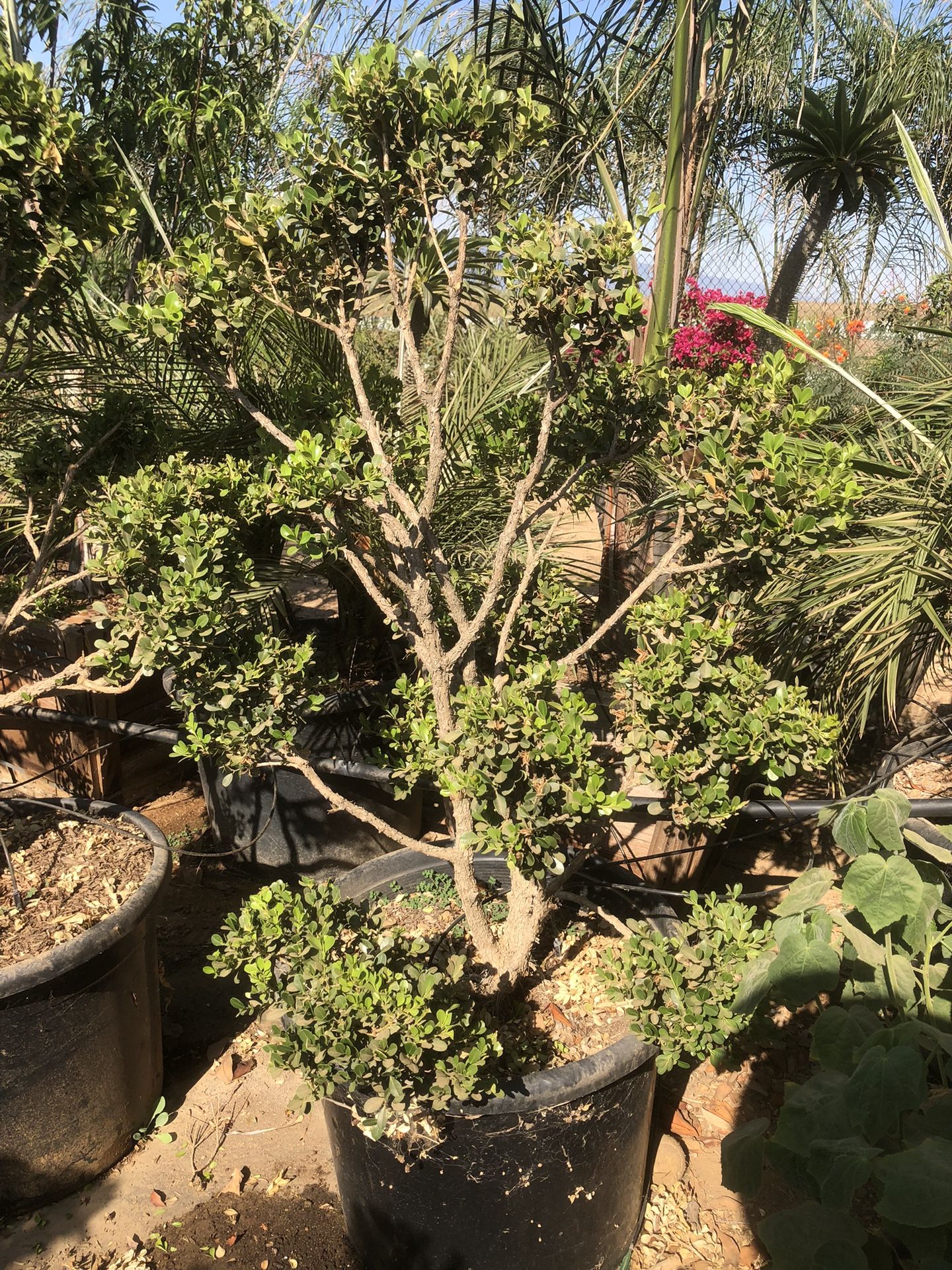 Japanese Boxwood Topiary Bonsai