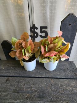 Pink Arrowhead Plants