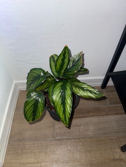 Calathea