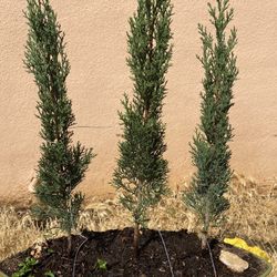 Bonsai Plants $80 Each