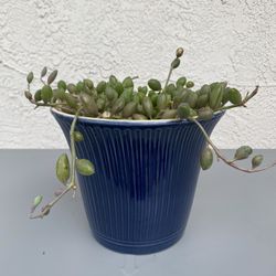 String Of Watermelons 