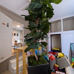 5ft Faux Fiddleleaf Plant