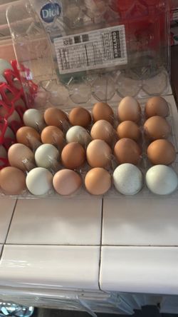 Organic eggs  just clean today morning