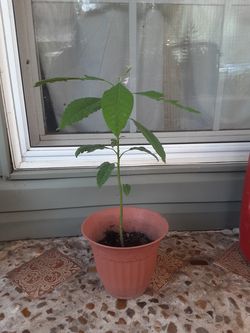 Avocado plant