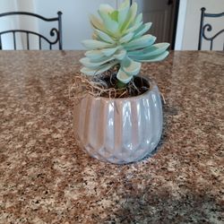 Decorative, Artificial Plant 