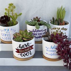 small succulent gift plants with decorated ceramic pots