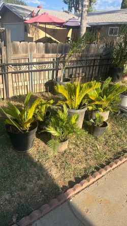 Sago palms