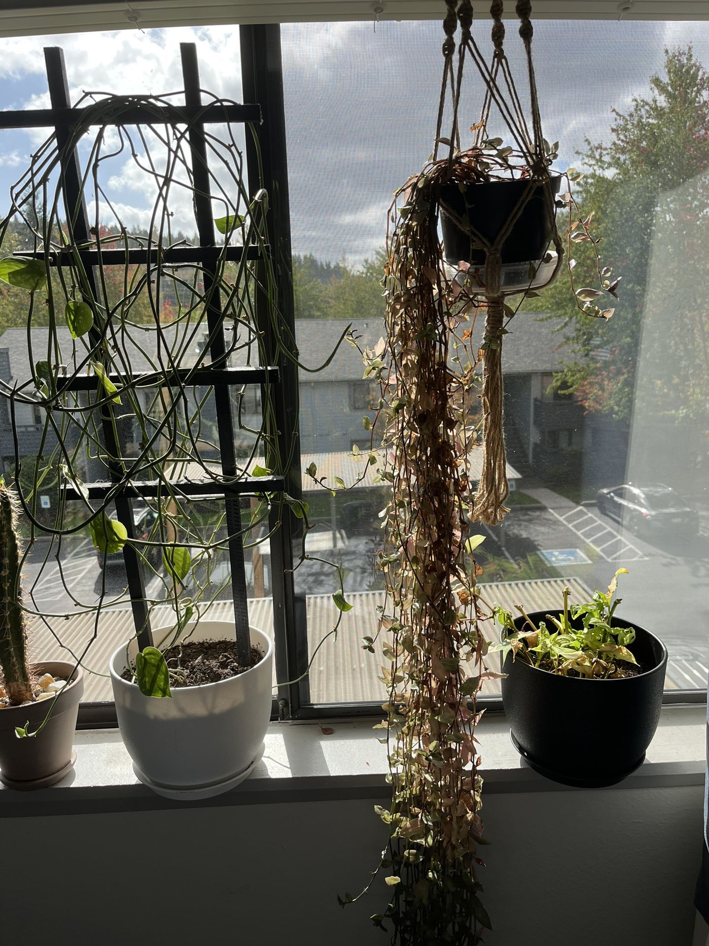 Plants All For $20