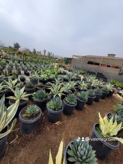 Dry Garden  Low Water Plants. 