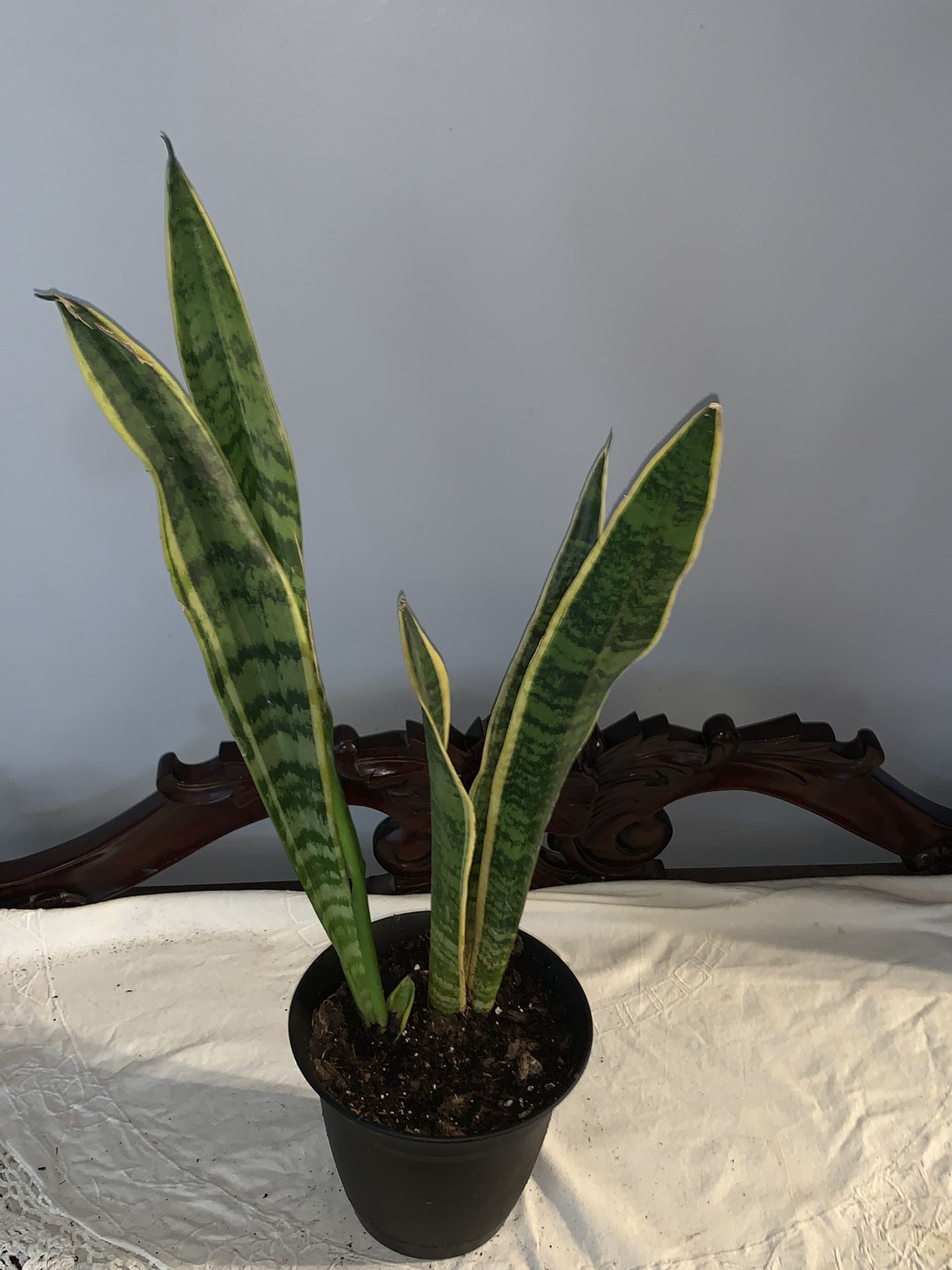 18” Snake Plant