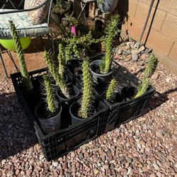 Eves Needle ( Cactus/succulent)