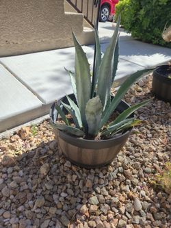 Agave plant