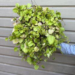 10” Millonaria Plant / Swedish Ivy 