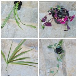 Beautiful house plants individually or bundle Includes Zigzag Cactus - see descitption