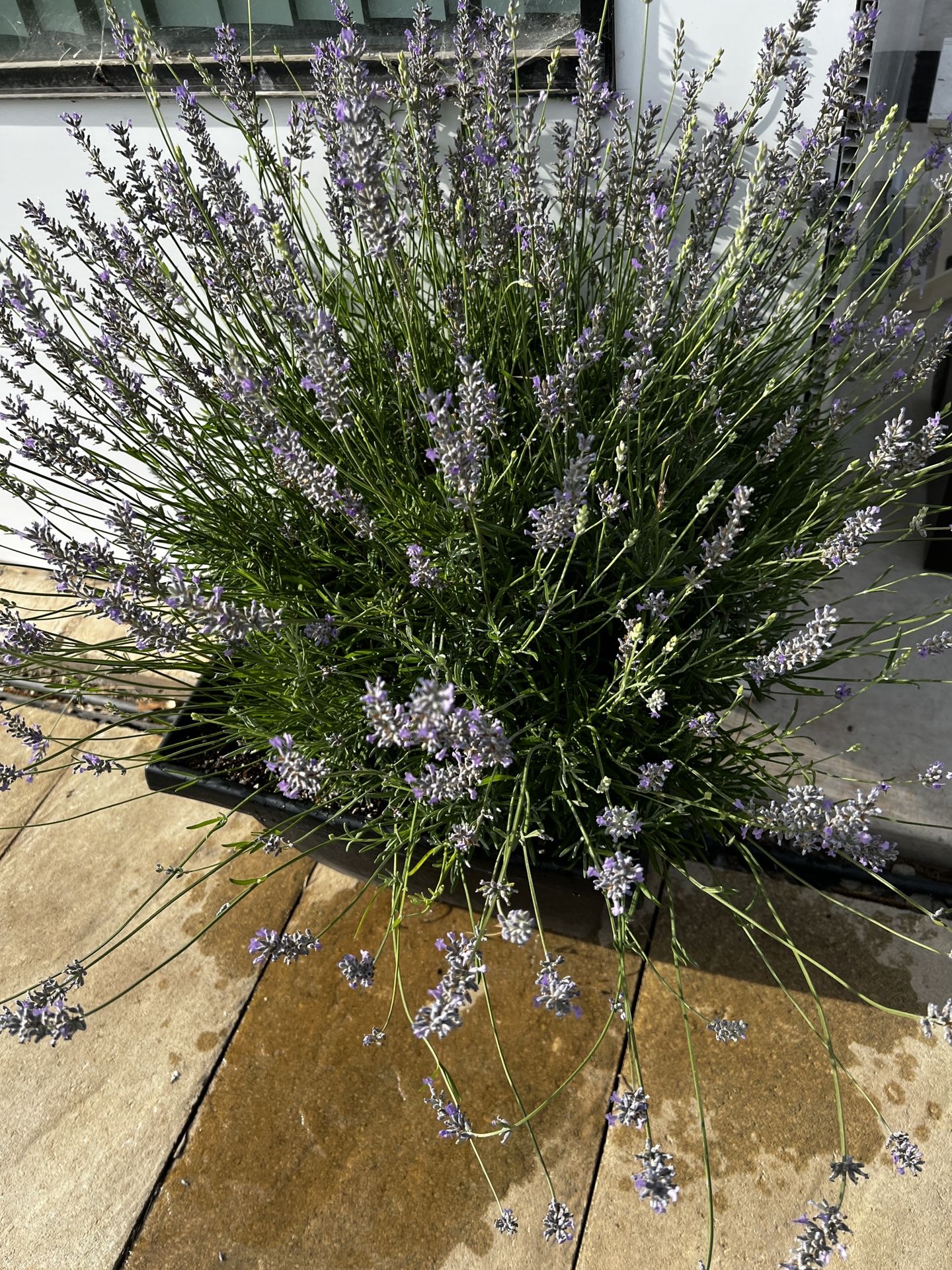 Lavender Plants , Bundles And Sachets 