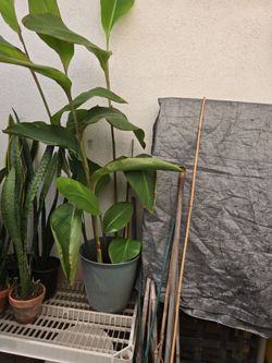 4ft Canna Lily Plant