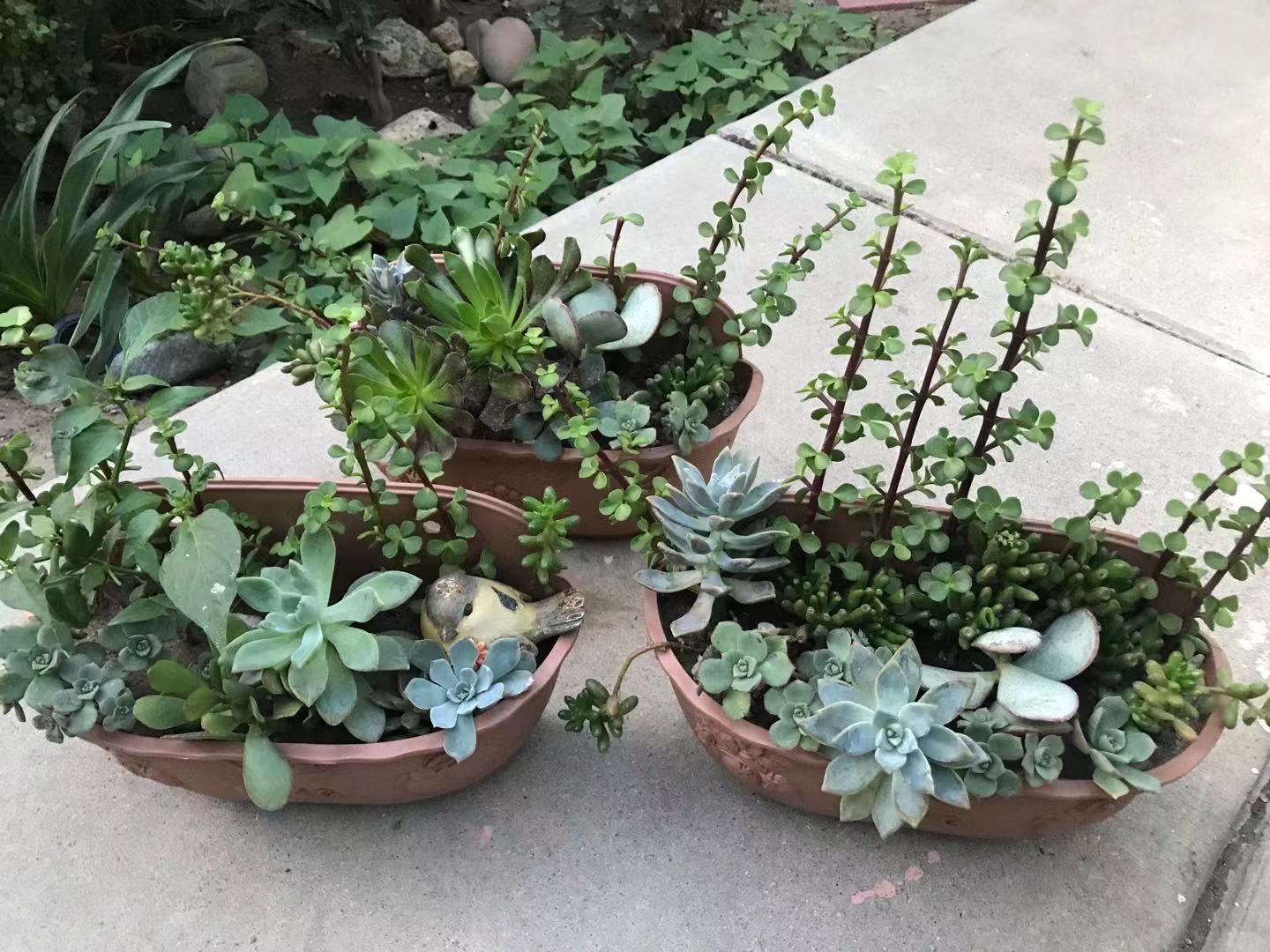 Mix variety rectangular basket succulents aeonium bonsai flower plant pots jade wall hanging garden patio yard bird ceramic