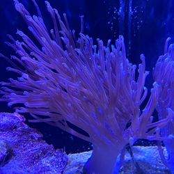 Easy beautiful beginner soft coral corals