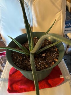 Aloe Vera plant