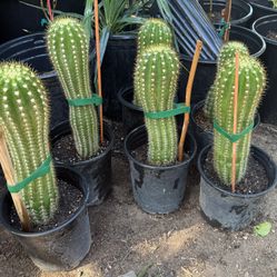 Cactus 🌵 Plans $25 Each Price Firm
