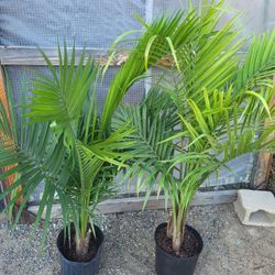 Majesty Palm Plants 10" Pot $13 Each Or 2 For $25