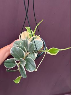 6” xl variegated Hoya Pachyclada soon to bloom