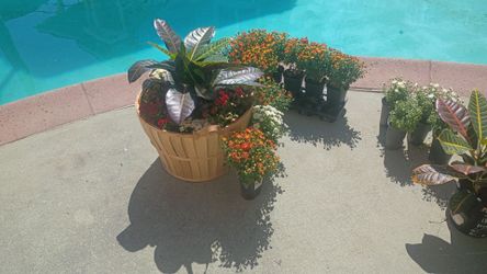 Plants