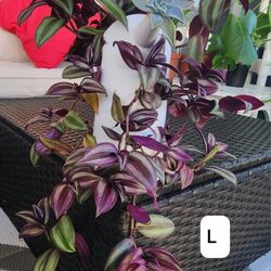 Tradescantia zebrina