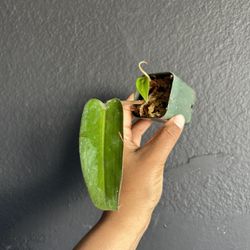 Philodendron Red Emerald