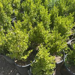 Japanese Boxwood Japonica 5 Gal