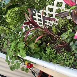 🌿 Full Indoor & Outdoor Plant Collection + Pots & Accessories – Must Take All 🌿