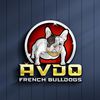 AVDO French Bulldogs 
