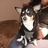 Chico