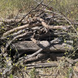 Free Seasoned Firewood