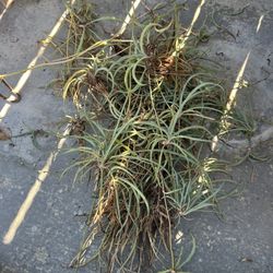 FREE Spider Plant Starts 