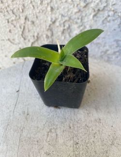 2 Inch Pot Succulent Plant - Foxtail Agave Attenuata - Swan Neck Elephant's Trunk Established - Drought Resistant 🪴 Perfect Baby & Wedding Shower Fav
