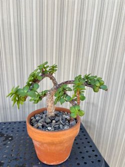 Jade Plant Bonsai Style in Terra Cotta Pot