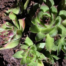 Succulent   Sempervivum 'Black' 