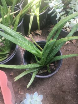Aloe vera