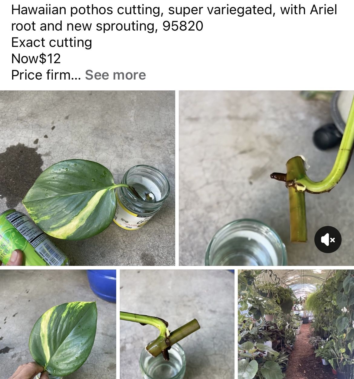 Hawaiian pothos cutting, super variegated, with Ariel root and new sprouting, 95820