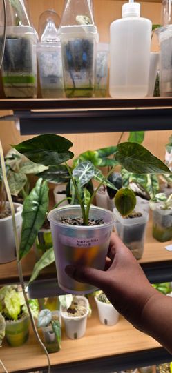 🌿 Alocasia Macrorrhiza Aurea (B) 🌿