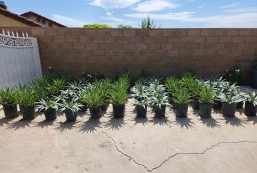 Venta De Plantas