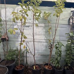 Arbol de Guayabo Blanco/ White Guava Tree