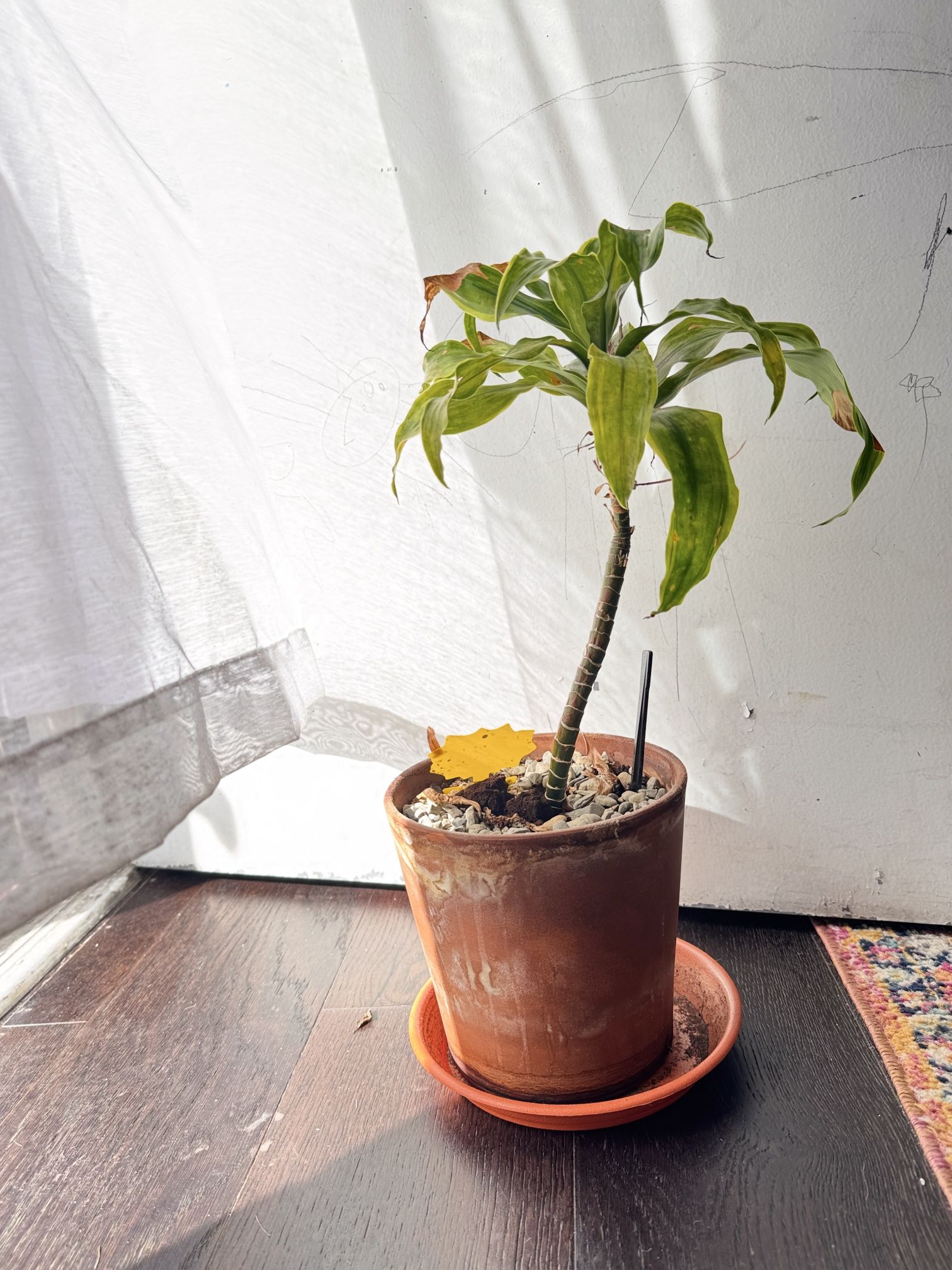 Dracaena Fragrans Plant